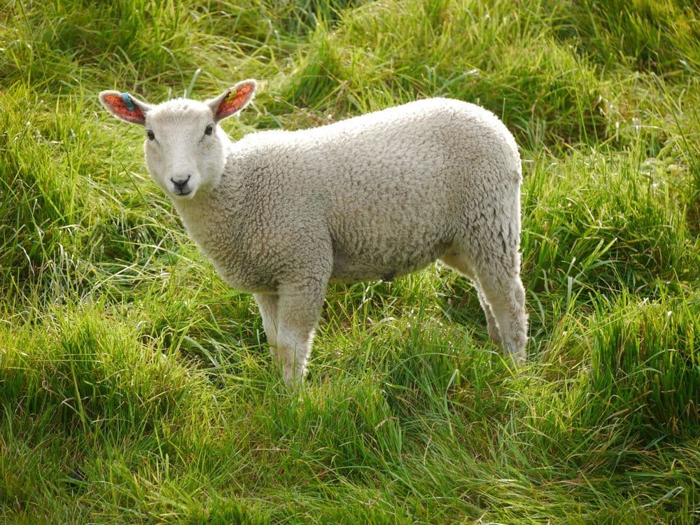 A familiar image of Barnsley phone numbers