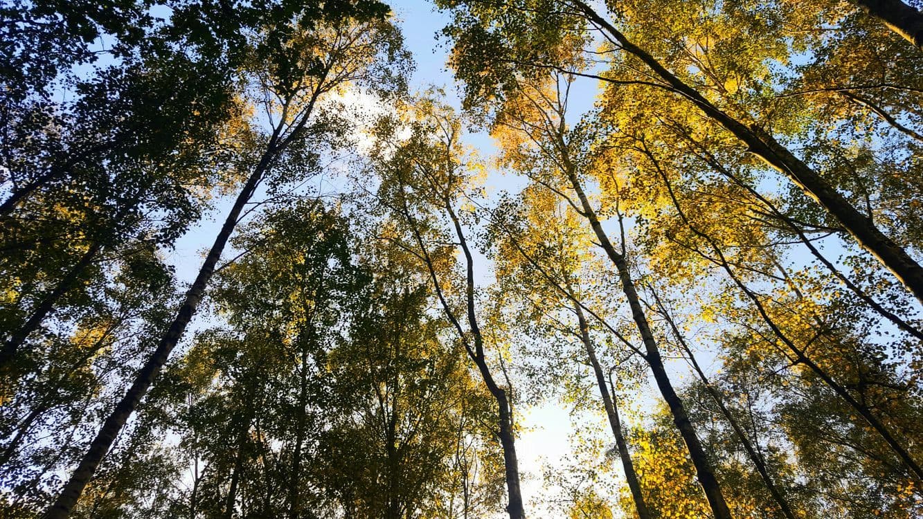 A familiar image of Epsom phone numbers